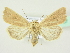  ( - BC ZSM Lep 72607)  @14 [ ] CreativeCommons - Attribution Non-Commercial Share-Alike (2015) Unspecified SNSB, Zoologische Staatssammlung Muenchen