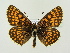  ( - BC ZSM Lep 72621)  @14 [ ] CreativeCommons - Attribution Non-Commercial Share-Alike (2015) Unspecified SNSB, Zoologische Staatssammlung Muenchen