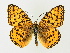  ( - BC ZSM Lep 72627)  @14 [ ] CreativeCommons - Attribution Non-Commercial Share-Alike (2015) Unspecified SNSB, Zoologische Staatssammlung Muenchen
