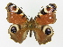  ( - BC ZSM Lep 72631)  @14 [ ] CreativeCommons - Attribution Non-Commercial Share-Alike (2015) Unspecified SNSB, Zoologische Staatssammlung Muenchen