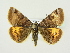  ( - BC ZSM Lep 72634)  @13 [ ] CreativeCommons - Attribution Non-Commercial Share-Alike (2015) Unspecified SNSB, Zoologische Staatssammlung Muenchen