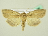  ( - BC ZSM Lep 72636)  @13 [ ] CreativeCommons - Attribution Non-Commercial Share-Alike (2015) Unspecified SNSB, Zoologische Staatssammlung Muenchen