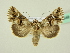  ( - BC ZSM Lep 72648)  @13 [ ] CreativeCommons - Attribution Non-Commercial Share-Alike (2015) Unspecified SNSB, Zoologische Staatssammlung Muenchen