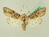  ( - BC ZSM Lep 72657)  @14 [ ] CreativeCommons - Attribution Non-Commercial Share-Alike (2015) Unspecified SNSB, Zoologische Staatssammlung Muenchen