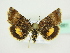  ( - BC ZSM Lep 72661)  @13 [ ] CreativeCommons - Attribution Non-Commercial Share-Alike (2015) Unspecified SNSB, Zoologische Staatssammlung Muenchen