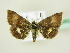  (Panemeria tenebromorpha - BC ZSM Lep 72662)  @14 [ ] CreativeCommons - Attribution Non-Commercial Share-Alike (2015) Unspecified SNSB, Zoologische Staatssammlung Muenchen