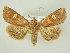  ( - BC ZSM Lep 72664)  @11 [ ] CreativeCommons - Attribution Non-Commercial Share-Alike (2015) Unspecified SNSB, Zoologische Staatssammlung Muenchen