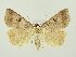  ( - BC ZSM Lep 72667)  @14 [ ] CreativeCommons - Attribution Non-Commercial Share-Alike (2015) Unspecified SNSB, Zoologische Staatssammlung Muenchen