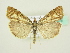  ( - BC ZSM Lep 72675)  @13 [ ] CreativeCommons - Attribution Non-Commercial Share-Alike (2015) Unspecified SNSB, Zoologische Staatssammlung Muenchen