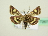  ( - BC ZSM Lep 72677)  @13 [ ] CreativeCommons - Attribution Non-Commercial Share-Alike (2015) Unspecified SNSB, Zoologische Staatssammlung Muenchen
