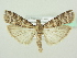  ( - BC ZSM Lep 72693)  @13 [ ] CreativeCommons - Attribution Non-Commercial Share-Alike (2015) Unspecified SNSB, Zoologische Staatssammlung Muenchen