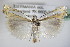  ( - BC ZSM Lep 72699)  @14 [ ] CreativeCommons - Attribution Non-Commercial Share-Alike (2015) Unspecified SNSB, Zoologische Staatssammlung Muenchen