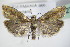  ( - BC ZSM Lep 72701)  @14 [ ] CreativeCommons - Attribution Non-Commercial Share-Alike (2015) Unspecified SNSB, Zoologische Staatssammlung Muenchen