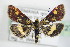  ( - BC ZSM Lep 72702)  @14 [ ] CreativeCommons - Attribution Non-Commercial Share-Alike (2015) Unspecified SNSB, Zoologische Staatssammlung Muenchen