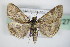  ( - BC ZSM Lep 72706)  @14 [ ] CreativeCommons - Attribution Non-Commercial Share-Alike (2015) Unspecified SNSB, Zoologische Staatssammlung Muenchen