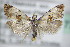  ( - BC ZSM Lep 72743)  @14 [ ] CreativeCommons - Attribution Non-Commercial Share-Alike (2015) Unspecified SNSB, Zoologische Staatssammlung Muenchen