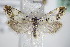  ( - BC ZSM Lep 72744)  @13 [ ] CreativeCommons - Attribution Non-Commercial Share-Alike (2015) Unspecified SNSB, Zoologische Staatssammlung Muenchen