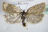  ( - BC ZSM Lep 72755)  @14 [ ] CreativeCommons - Attribution Non-Commercial Share-Alike (2015) Unspecified SNSB, Zoologische Staatssammlung Muenchen