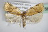  ( - BC ZSM Lep 72756)  @13 [ ] CreativeCommons - Attribution Non-Commercial Share-Alike (2015) Unspecified SNSB, Zoologische Staatssammlung Muenchen