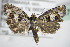  ( - BC ZSM Lep 72761)  @14 [ ] CreativeCommons - Attribution Non-Commercial Share-Alike (2015) Unspecified SNSB, Zoologische Staatssammlung Muenchen