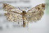  (Zeiraphera ratzeburgiana - BC ZSM Lep 75817)  @14 [ ] CreativeCommons - Attribution Non-Commercial Share-Alike (2015) Unspecified SNSB, Zoologische Staatssammlung Muenchen