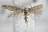 ( - BC ZSM Lep 75819)  @14 [ ] CreativeCommons - Attribution Non-Commercial Share-Alike (2015) Unspecified SNSB, Zoologische Staatssammlung Muenchen