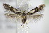  ( - BC ZSM Lep 75834)  @13 [ ] CreativeCommons - Attribution Non-Commercial Share-Alike (2015) Unspecified SNSB, Zoologische Staatssammlung Muenchen