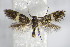  ( - BC ZSM Lep 75835)  @14 [ ] CreativeCommons - Attribution Non-Commercial Share-Alike (2015) Unspecified SNSB, Zoologische Staatssammlung Muenchen