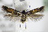  ( - BC ZSM Lep 75846)  @14 [ ] CreativeCommons - Attribution Non-Commercial Share-Alike (2015) Unspecified SNSB, Zoologische Staatssammlung Muenchen