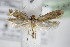 ( - BC ZSM Lep 75850)  @13 [ ] CreativeCommons - Attribution Non-Commercial Share-Alike (2015) Unspecified SNSB, Zoologische Staatssammlung Muenchen