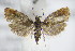  ( - BC ZSM Lep 75859)  @13 [ ] CreativeCommons - Attribution Non-Commercial Share-Alike (2015) Unspecified SNSB, Zoologische Staatssammlung Muenchen