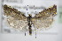  ( - BC ZSM Lep 75871)  @14 [ ] CreativeCommons - Attribution Non-Commercial Share-Alike (2015) Unspecified SNSB, Zoologische Staatssammlung Muenchen
