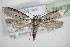  (Yponomeuta sedella - BC ZSM Lep 75878)  @14 [ ] CreativeCommons - Attribution Non-Commercial Share-Alike (2015) Unspecified SNSB, Zoologische Staatssammlung Muenchen