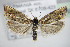  ( - BC ZSM Lep 75881)  @14 [ ] CreativeCommons - Attribution Non-Commercial Share-Alike (2015) Unspecified SNSB, Zoologische Staatssammlung Muenchen