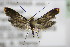  (Adela violella - BC ZSM Lep 75899)  @14 [ ] CreativeCommons - Attribution Non-Commercial Share-Alike (2015) Unspecified SNSB, Zoologische Staatssammlung Muenchen