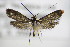  ( - BC ZSM Lep 75900)  @14 [ ] CreativeCommons - Attribution Non-Commercial Share-Alike (2015) Unspecified SNSB, Zoologische Staatssammlung Muenchen