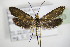  ( - BC ZSM Lep 75903)  @14 [ ] CreativeCommons - Attribution Non-Commercial Share-Alike (2015) Unspecified SNSB, Zoologische Staatssammlung Muenchen