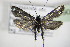  ( - BC ZSM Lep 75904)  @14 [ ] CreativeCommons - Attribution Non-Commercial Share-Alike (2015) Unspecified SNSB, Zoologische Staatssammlung Muenchen