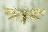  ( - BC ZSM Lep 76413)  @14 [ ] CreativeCommons - Attribution Non-Commercial Share-Alike (2015) Unspecified SNSB, Zoologische Staatssammlung Muenchen