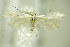  ( - BC ZSM Lep 76417)  @13 [ ] CreativeCommons - Attribution Non-Commercial Share-Alike (2015) Unspecified SNSB, Zoologische Staatssammlung Muenchen