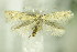  ( - BC ZSM Lep 76424)  @14 [ ] CreativeCommons - Attribution Non-Commercial Share-Alike (2015) Unspecified SNSB, Zoologische Staatssammlung Muenchen