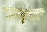  ( - BC ZSM Lep 76435)  @14 [ ] CreativeCommons - Attribution Non-Commercial Share-Alike (2015) Unspecified SNSB, Zoologische Staatssammlung Muenchen