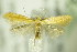  ( - BC ZSM Lep 76445)  @13 [ ] CreativeCommons - Attribution Non-Commercial Share-Alike (2015) Unspecified SNSB, Zoologische Staatssammlung Muenchen