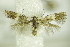  ( - BC ZSM Lep 76782)  @11 [ ] Unspecified (default): All Rights Reserved  Unspecified Unspecified