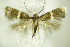  ( - BC ZSM Lep 76783)  @11 [ ] Unspecified (default): All Rights Reserved  Unspecified Unspecified