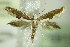  ( - BC ZSM Lep 76915)  @13 [ ] Unspecified (default): All Rights Reserved  Unspecified Unspecified
