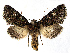  (Valeria jaspidea - BC ZSM Lep 76976)  @14 [ ] Unspecified (default): All Rights Reserved  Unspecified Unspecified