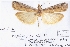  (Pempeliella ardosiella - BC ZSM Lep 77022)  @11 [ ] Unspecified (default): All Rights Reserved  Unspecified Unspecified