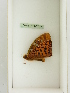  ( - BC ZSM Lep 77053)  @11 [ ] CreativeCommons - Attribution Non-Commercial Share-Alike (2015) Unspecified SNSB, Zoologische Staatssammlung Muenchen