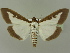  ( - BC ZSM Lep 77091)  @14 [ ] CreativeCommons - Attribution Non-Commercial Share-Alike (2015) Unspecified SNSB, Zoologische Staatssammlung Muenchen
